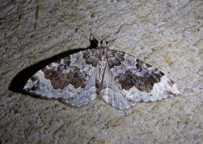 7210 - Antepirrhoe semiatrata; Black-banded Carpet