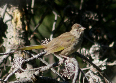 Green-tailed Towhee; juvenile