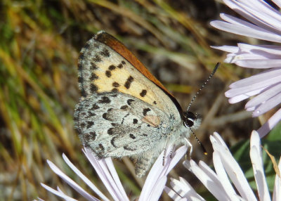 Lycaena mariposa; Mariposa Copper