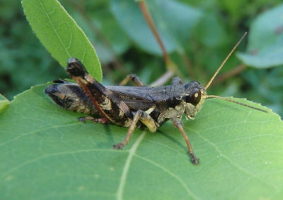 Melanoplus fasciatus; Huckleberry Grasshopper; male