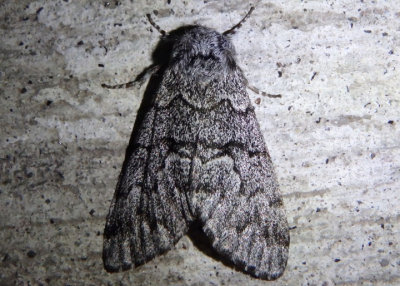 9178 - Panthea virginarius; Owlet Moth species