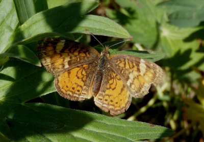 Phyciodes cocyta; Northern Crescent; female