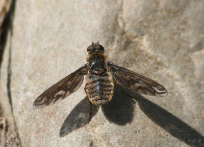 Poecilanthrax Bee Fly species