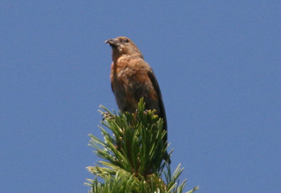 Red Crossbill; male