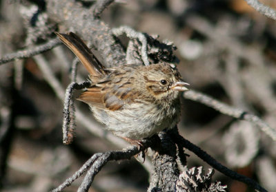 Song Sparrow; juvenile 