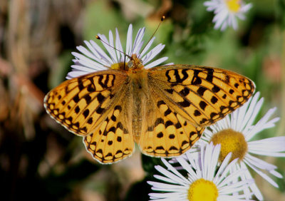 Speyeria zerene; Zerene Fritillary; male