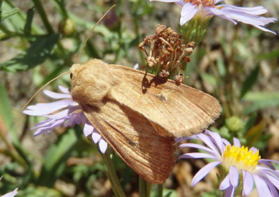 9369 - Apamea inficita; Lined Quaker