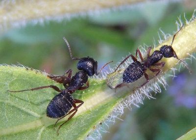 Camponotus modoc; Western Black Carpenter Ant