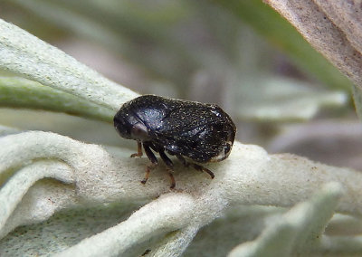 Clastoptera lineatocollis; Spittlebug species; male