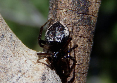 Euryopis Cobweb Spider species