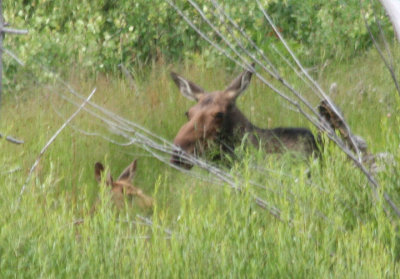 Moose; cow and calf