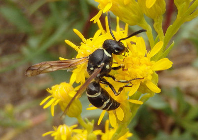 Eumeninae Potter Wasp species