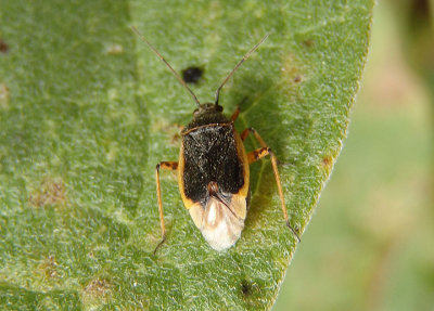 Miridae Plant Bug species