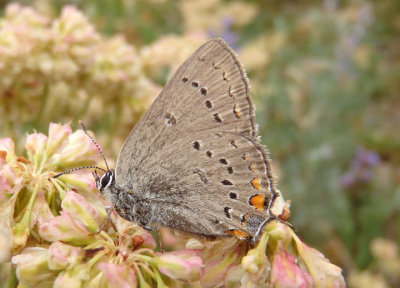 Satyrium californica; California Hairstreak