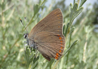 Satyrium titus; Coral Hairstreak; male