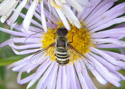 Villa Bee Fly species