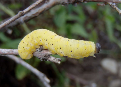 Abia Sawfly species larva