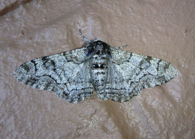 6640 - Biston betularia; Pepper and Salt Geometer