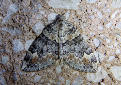 7194 - Dysstroma brunneata; Geometrid Moth species