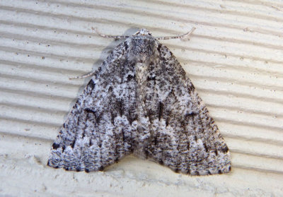 7005 - Enypia venata; Variable Girdle