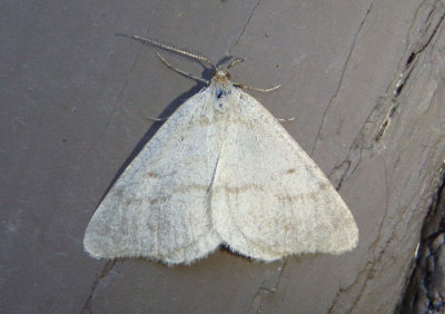 6278 - Speranza evagaria; Drab Angle Moth