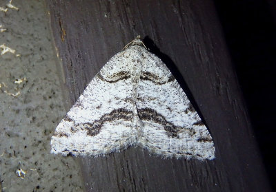 6308 - Speranza colata; Geometrid Moth species