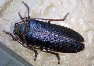 Tragosoma harrisii; Long-horned Beetle species; female