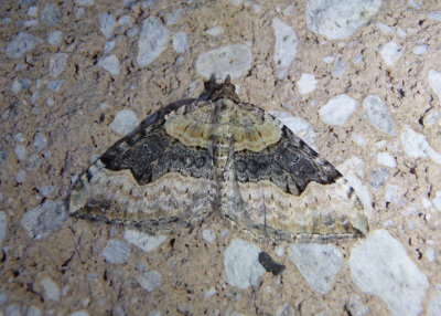 7368-7393 - Xanthorhoe Geometrid Moth species