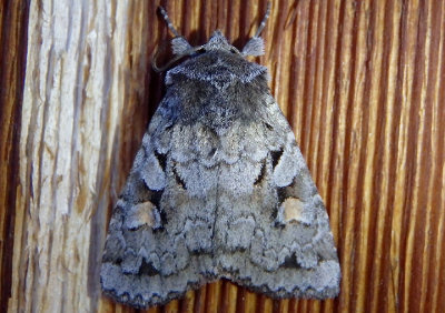 10965 - Xestia imperita; Dart Moth species