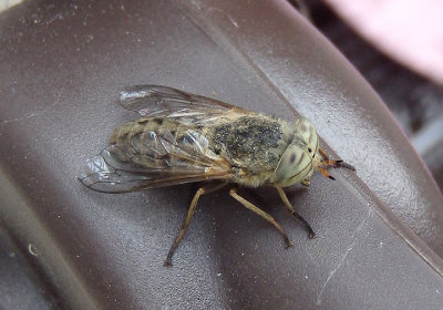 Atylotus Horse Fly species 