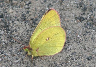 Colias pelidne; Pelidne Sulphur; male