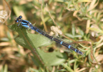 Enallagma annexum; Northern Bluet; blue form female