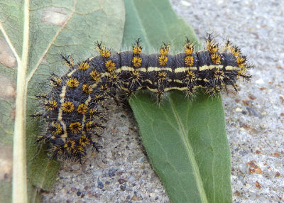 7744 - Hemileuca eglanterina; Elegant Sheep Moth caterpillar 