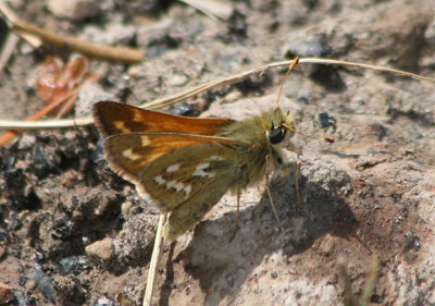 Hesperia colorado; Western Branded Skipper; male