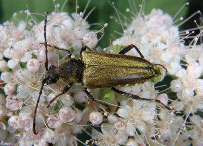 Lepturobosca chrysocom; Flower Longhorn species