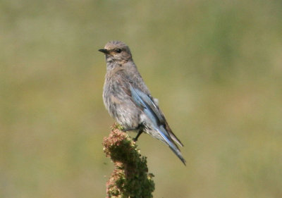 Mountain Bluebird; female