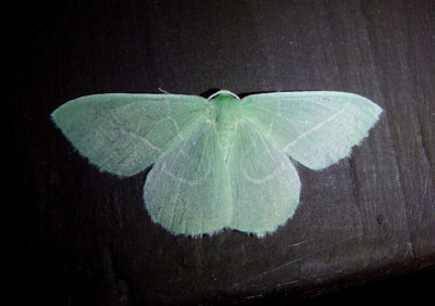 7018 - Nemoria unitaria; Single-lined Emerald