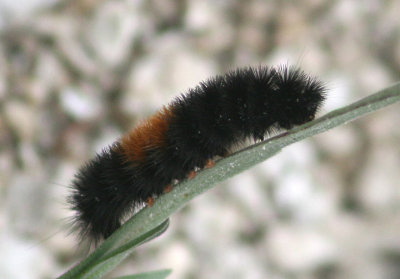 8129 - Pyrrharctia isabella; Isabella Tiger Moth caterpillar