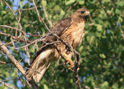 Red-tailed Hawk; rufous morph 