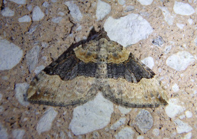 7368-7393 - Xanthorhoe Geometrid Moth species