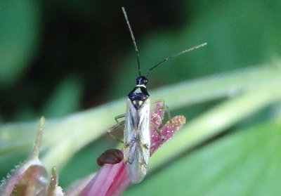 Tupiocoris similis; Plant Bug species