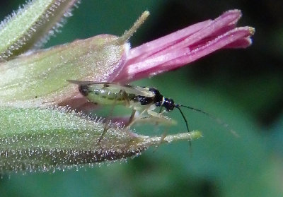Tupiocoris similis; Plant Bug species