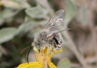 Eucerini Long-horned Bee species
