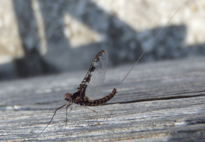 Callibaetis ferrugineus hageni; Small Minnow Mayfly species; male