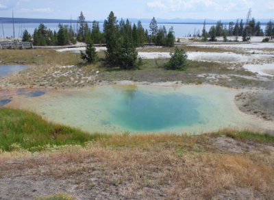 Mimulus Pool