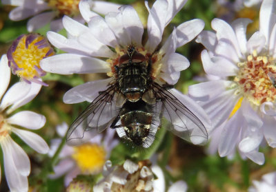 Tachinidae Tachinid Fly species