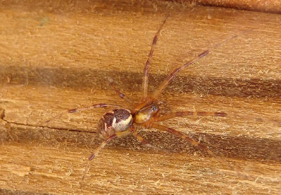 Pityohyphantes Hammock Spider species