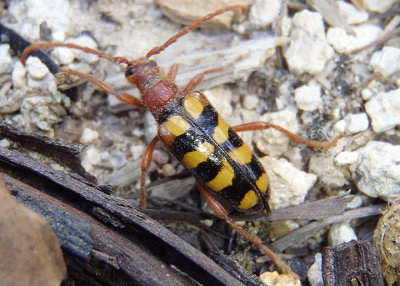 Xestoleptura crassicornis; Flower Longhorn Beetle species