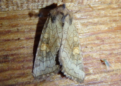 9457 - Amphipoea americana; American Ear Moth