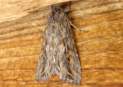 9325-9385 - Apamea Noctuid Moth species